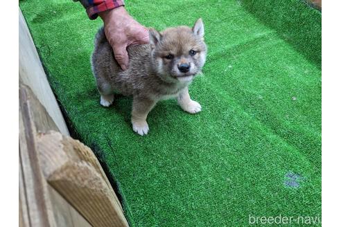 成約済の佐賀県の豆柴-218789の1枚目